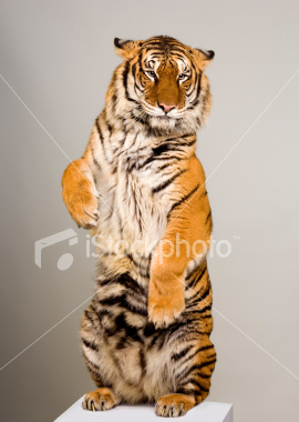 ist2_2946265-tiger-standing-up.jpg