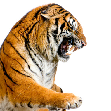 ist2_2873929-tiger-s-snarling.jpg
