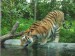 Tigre_zoo_granby_2006-07.jpg